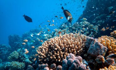 Red Sea Fish